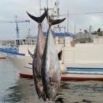 Sequestrata tonnellata di tonno pescata illegalmente a Porticello