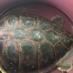 Ritrovata tartaruga “ caretta caretta” a Casteldaccia