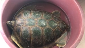 Ritrovata tartaruga “ caretta caretta” a Casteldaccia