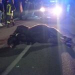 Incidente stradale a Misilmeri, auto uccide una mucca. Conducente in gravi condizioni