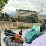 Cane agonizzante trovato in un cassonetto dei rifiuti a Palermo