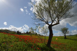 Blufi, la piccola Olanda siciliana che incanta tra tulipani selvatici, leggende e sapori antichi